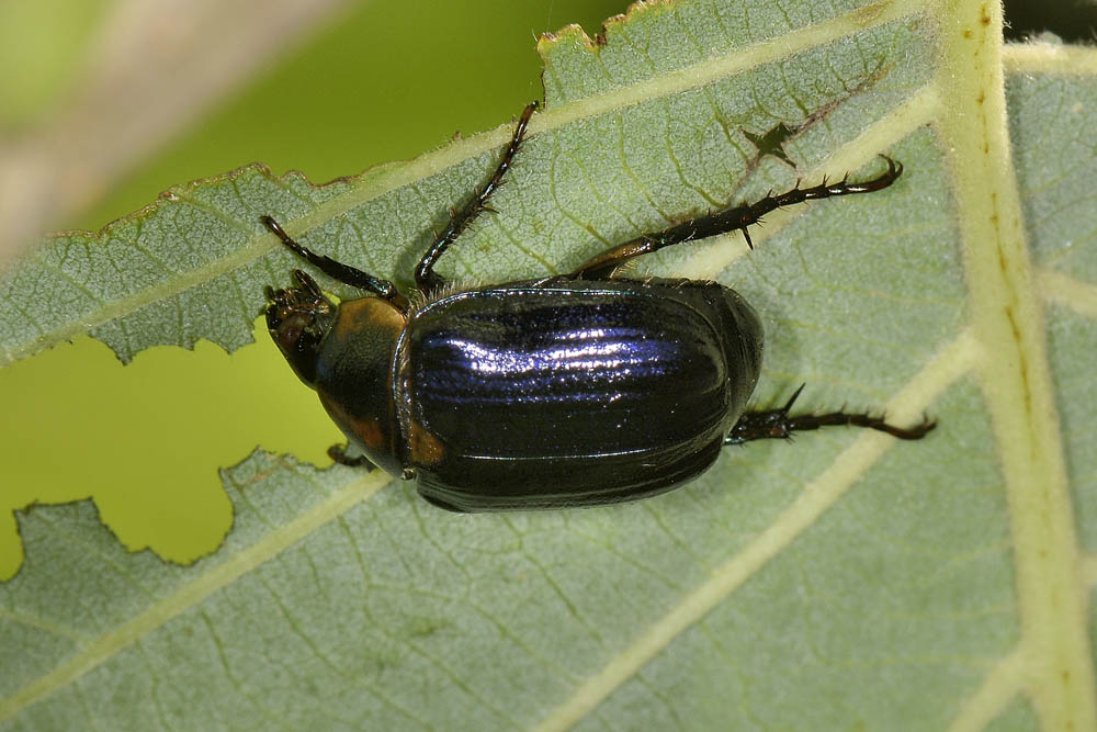 Anomala dubia, Rutelidae